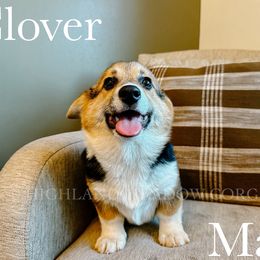 Clover - Black and tan male Pembroke Welsh Corgi puppy in Lebanon, Oregon from Highland Meadow Corgis