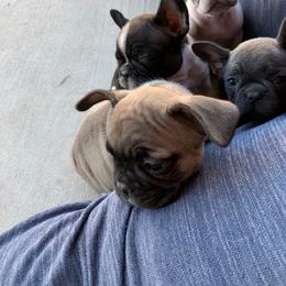 French Bulldog Puppies from Scrumptious Paws