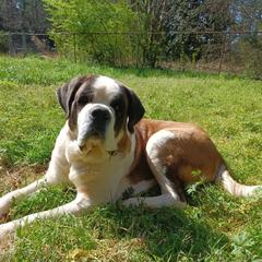 Saint Berdoodles from Snowflake Doodles