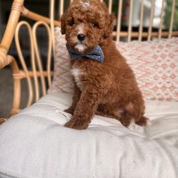 Expected litter 1 - Red  male Goldendoodle puppy in Battleground, Washington from Doodles Delight PNW