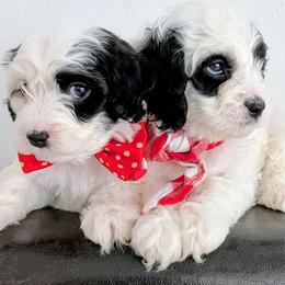 Edwards - male Cavapoochon puppy in Poetry, Texas from Darling Doodles of Texas