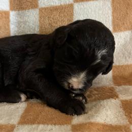 Elizabeth - Black and white female Bernedoodle puppy in Holden, Missouri from Mid-West Bernedoodles