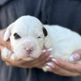 Crane - Chalk female Australian Labradoodle puppy in Morgan Hill, California from Loving Labradoodles