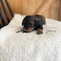Ricotta - Black & tan female Maltipoo puppy in Huntsville, Texas from Nelson Creek Farms