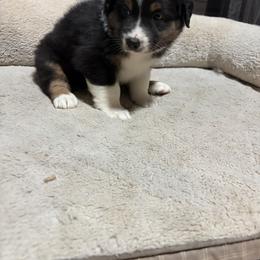 Peter - Black tri-color male Australian Shepherd puppy in Terryville, Connecticut from Spirited Aussies
