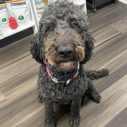 Kona - Goldendoodle