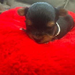 Boy 1 - Black and gold male Yorkshire Terrier puppy in Detroit, Michigan from Friends4everkennel LLC