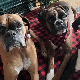 Boxers from Lynn Valley Boxers
