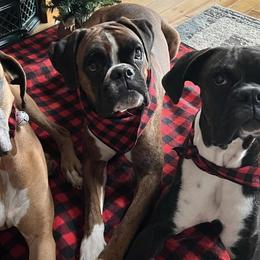 Boxers from Lynn Valley Boxers