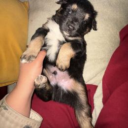 Australian Shepherd Puppies from McElroy Homestead Austrailian Shepherds