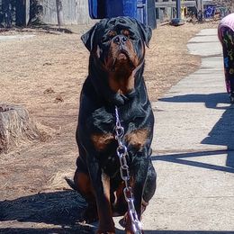 Green - Black and mahogany male Rottweiler puppy in Janesville, Wisconsin from Maciel House of Rottweilers