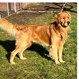 Hank - Golden Retriever