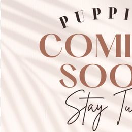 Dachshunds from Dukers Dachshunds