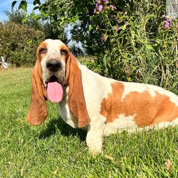 Marla - Basset Hound