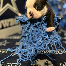 Boston Terrier Puppies from Baldwins Boston Terriers