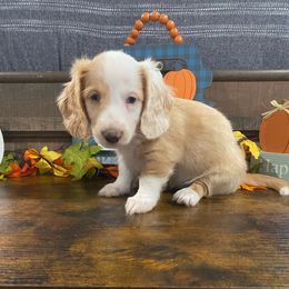 Girl 2 - Cream female Dachshund puppy in Stilwell, Oklahoma from Bidding Creek Dachshunds