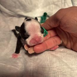 Boy green collar - Black brindle and white female Boston Terrier puppy in Sunnyside, Washington from Boston Terriers
