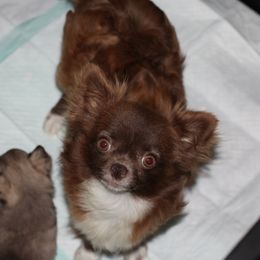 Bruna - Chihuahua