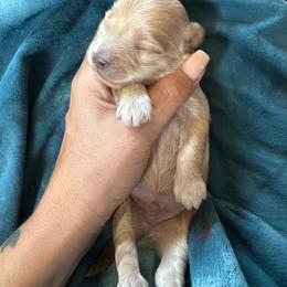 Bennett - Apricot male Maltipoo puppy in New Port Richey, Florida from Toy Poodles And Maltese Of Florida