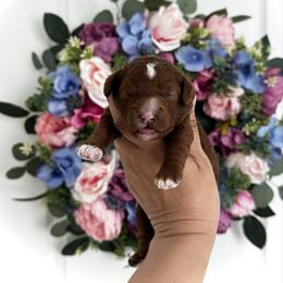 Third Pick (AVAILABLE) - Red  female Goldendoodle puppy in Elk Grove, California from Doodles by Faith