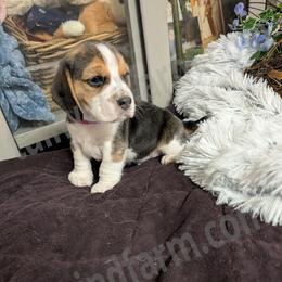 Red - Black tan and white male Beagle puppy in Vallejo, California from Tailwindfarm