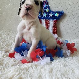 Great Dane Puppies from Gentle Giants of Tennessee Great Danes