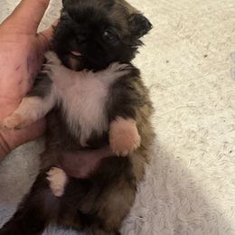 Pekingese and Poodle Puppies from Dogs lovers