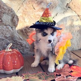 Prue - Wolf sable female Pomsky puppy in Venus, Pennsylvania from Hemlock Pines Pomsky