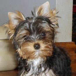 Female 2 - Blue and gold female Yorkshire Terrier puppy in Baraga, Michigan from Ojibwa Yorkies