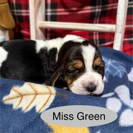 Miss Green - Black brown and white female Basset Hound puppy in Lagrange, Georgia from Tall Oak Bassets
