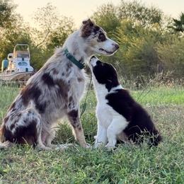 Orange - Black and white male Border Collie puppy in Harlingen, Texas from KAR3 Farms