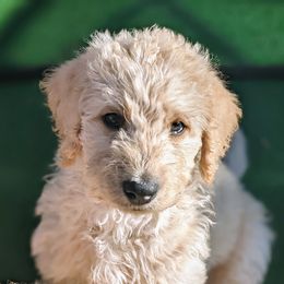 Labradoodle Puppies from Caldron Falls Doodles and Poodles