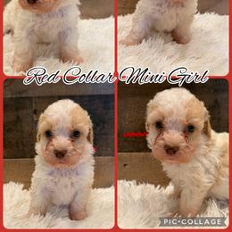 Red collar girl - Parti female Goldendoodle puppy in San Augustine, Texas from Vintage Doodles
