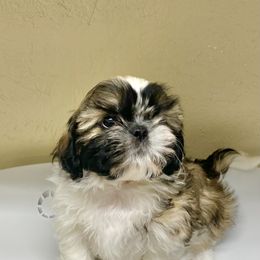 Shih Tzu Puppies from Willow Lane Shih Tzus