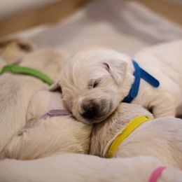 Golden Retriever Puppies from Faded Ash Goldens