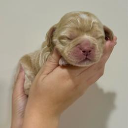 Larry - Cream male Cockapoo puppy in Liberty, Kentucky from Kentucky Cockapoos