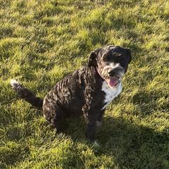 Izzy - Australian Mountain Doodle