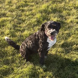 Izzy - Australian Mountain Doodle