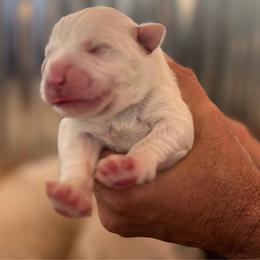 Great Pyrenees Puppies from Outlaw Acres Kennels