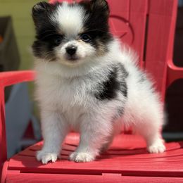 Black tri 2 - Black and tan parti female Pomeranian puppy in Ector, Texas from BB Pomeranians