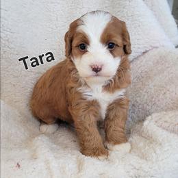 Tara - Red female Bernedoodle puppy in East Earl, Pennsylvania from Mountainside Puppies