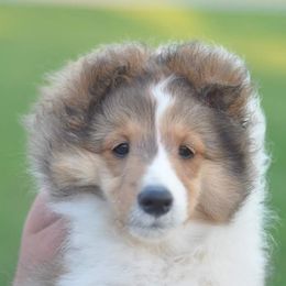 Shetland Sheepdogs from Noel's Shelties