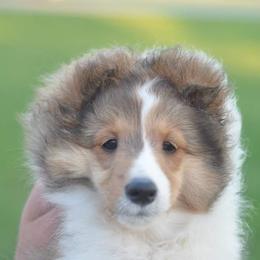 Shetland Sheepdogs from Noel's Shelties