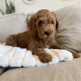 Goldendoodle Puppies from Whidbey Goldendoodles