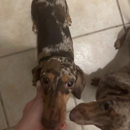 Pixie - Dachshund