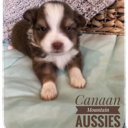 Toy Australian Shepherd Puppies from Canaan Mountain Aussies