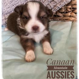Toy Australian Shepherd Puppies from Canaan Mountain Aussies