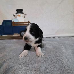 Champagne - Black and white female Sheepadoodle puppy in Weatherford, Texas from Oodles of poodles and doodles