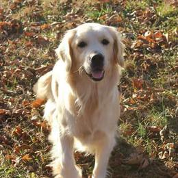 Kari Lou - Golden Retriever