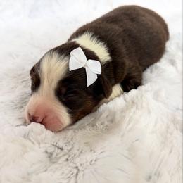 Pudding - Red tri-color female Miniature American Shepherd puppy in Riverton, Utah from Iron Spirit Homestead & Aussies